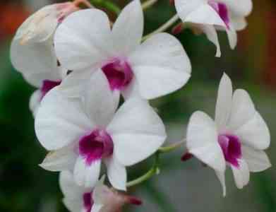 Rules for growing orchids Dendrobium