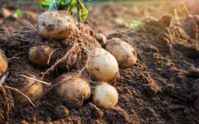 Rules for growing potatoes in the open field