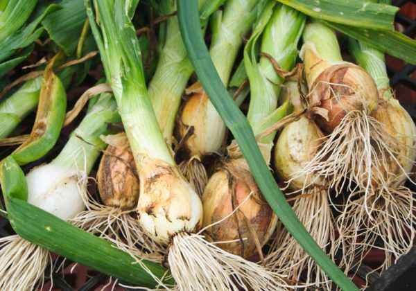 Rules for harvesting and storing leeks
