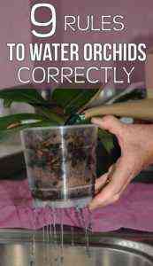 Rules for planting and caring for a garden orchid