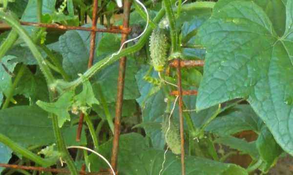 Rules for planting cucumbers in 2020