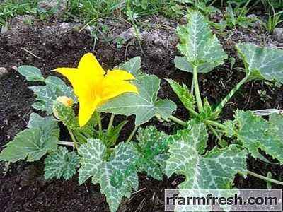 Rules for planting cucumbers in open ground