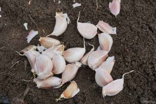 Rules for planting garlic with cloves for the winter