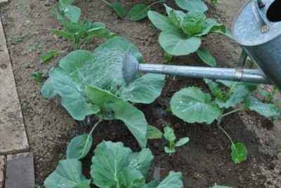 Rules for planting late cabbage in open ground