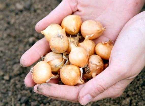 Rules for planting onion sets in open ground