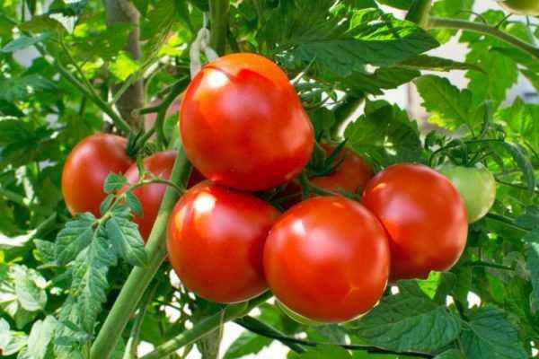 Rules for planting tomatoes in March 2019