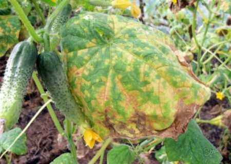 Rules for processing cucumbers from diseases