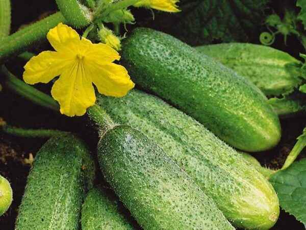 Rules for processing cucumbers with potassium permanganate