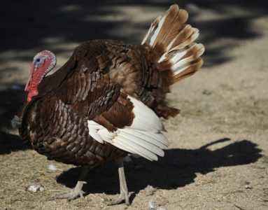 Rules for slaughtering turkeys at home