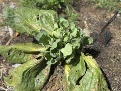 Rules for sowing cabbage for seedlings in the suburbs