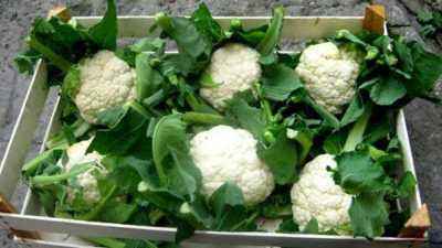 Rules for storing cauliflower at home