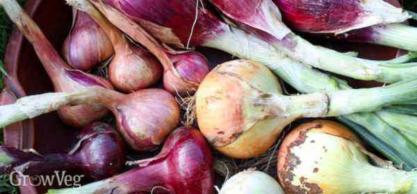 Rules for storing onions in the winter at home