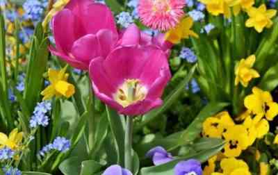 Rules for the autumn planting of tulips in the Leningrad region