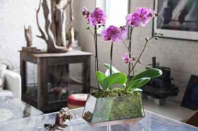 Rules for transplanting orchids at home