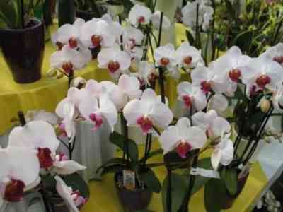 Rules for transplanting Phalaenopsis orchids