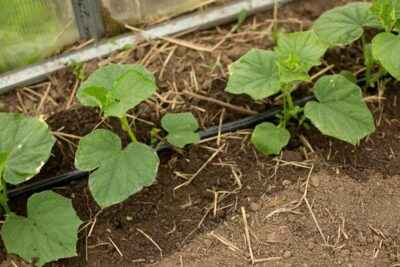 Rules for watering cucumbers with whey