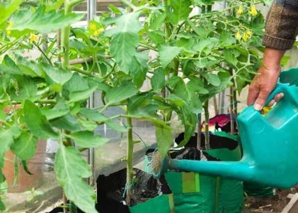 Rules for watering tomato seedlings