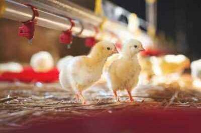 Salmonellosis in chickens and cocks