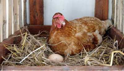Self-made nests for brood hens and laying hens