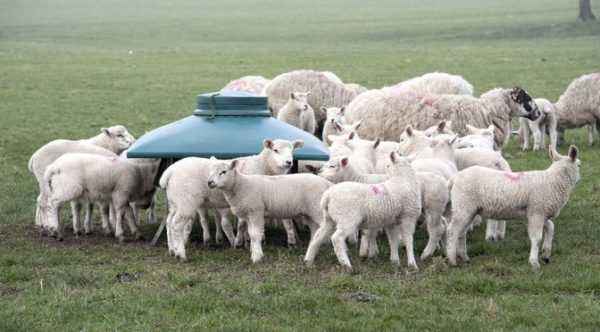Sheep breeding at home