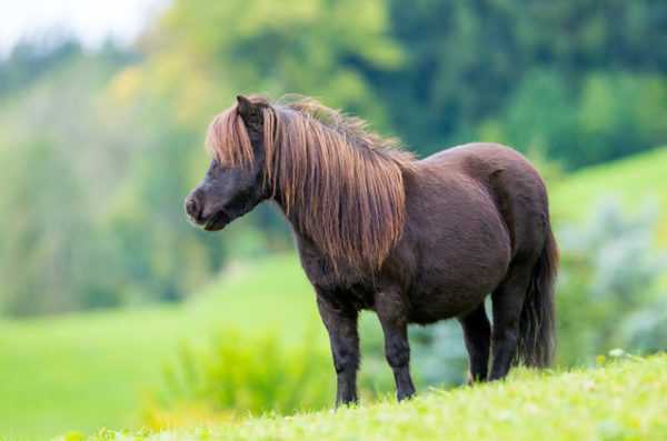 Shetland Pony Description