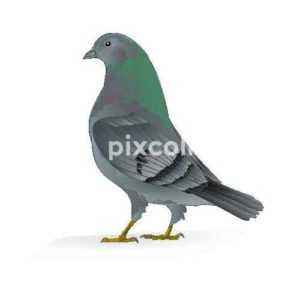 Sports or carrier pigeons