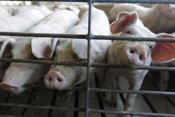 Strong growth stimulants for piglets