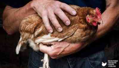Symptoms and methods of treating worms in chickens