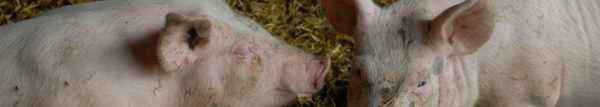 Symptoms and treatment of ascariasis in pigs