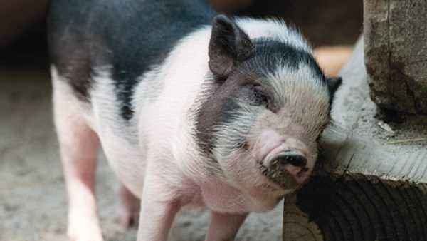 Symptoms and treatment of scabies in pigs