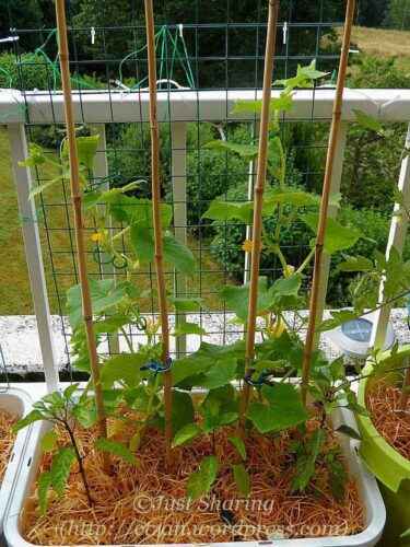 Technology for growing cucumbers on the balcony