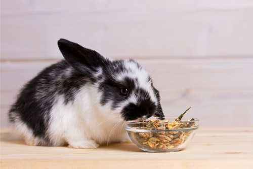 The benefits and harms of rabbit liver in the human diet