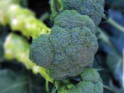 The best hybrids and varieties of broccoli