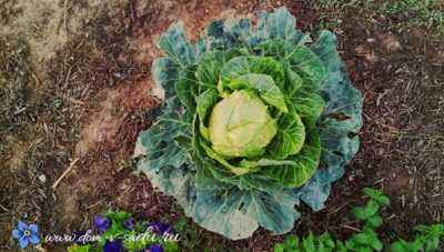 The best varieties of cabbage for Siberia