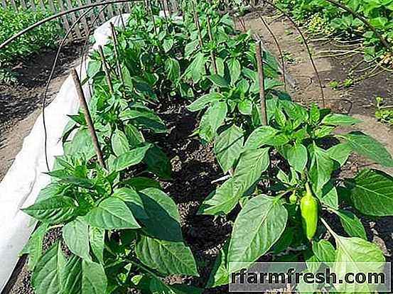 The best varieties of pepper for open ground