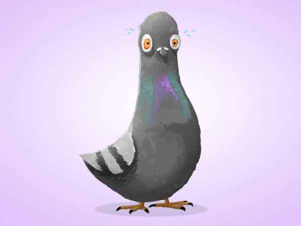 The characteristic features of pigeons