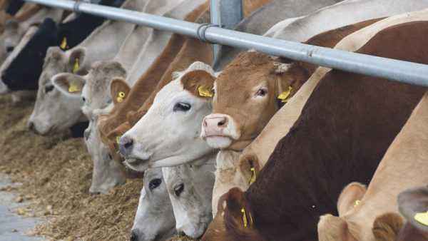 The choice of feed for cattle