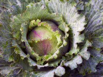 The control of pests and diseases of cabbage in the open ground