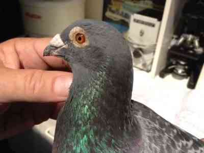 The correct treatment of ornithosis in pigeons