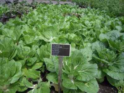 The cultivation of Beijing cabbage