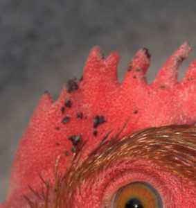 The danger of chicken fleas