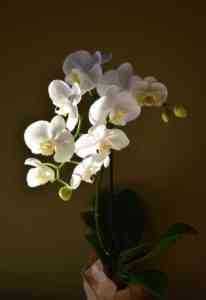 The flowering period of orchids at home