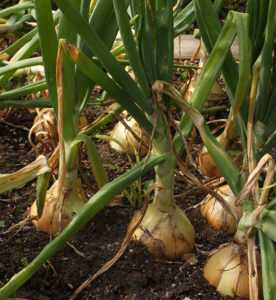 The importance of metronidazole for growing onions