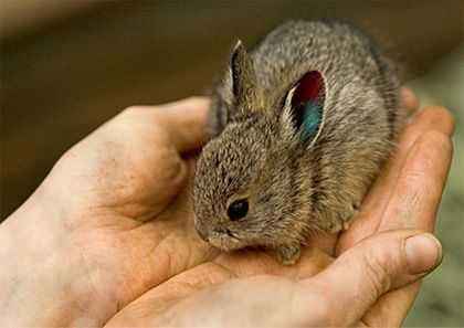 The largest and smallest rabbit in the world