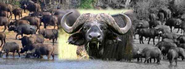 The life of an Asian buffalo