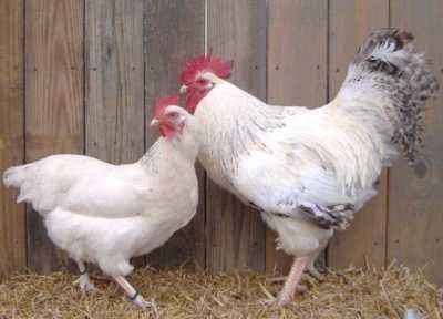 The list of meat breeds of chickens