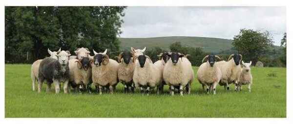 The main aspects of sheep farming