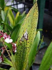 The main diseases of orchids and their treatment