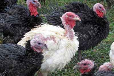 The most common breeds of turkeys