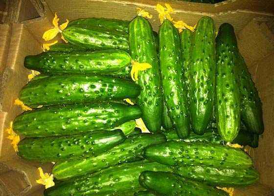 The most productive varieties of cucumbers for greenhouses